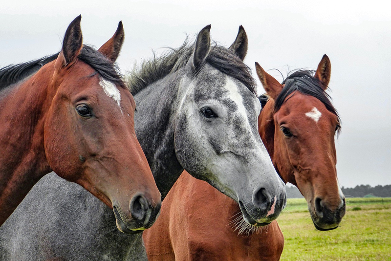 Vacanza a cavallo in Toscana